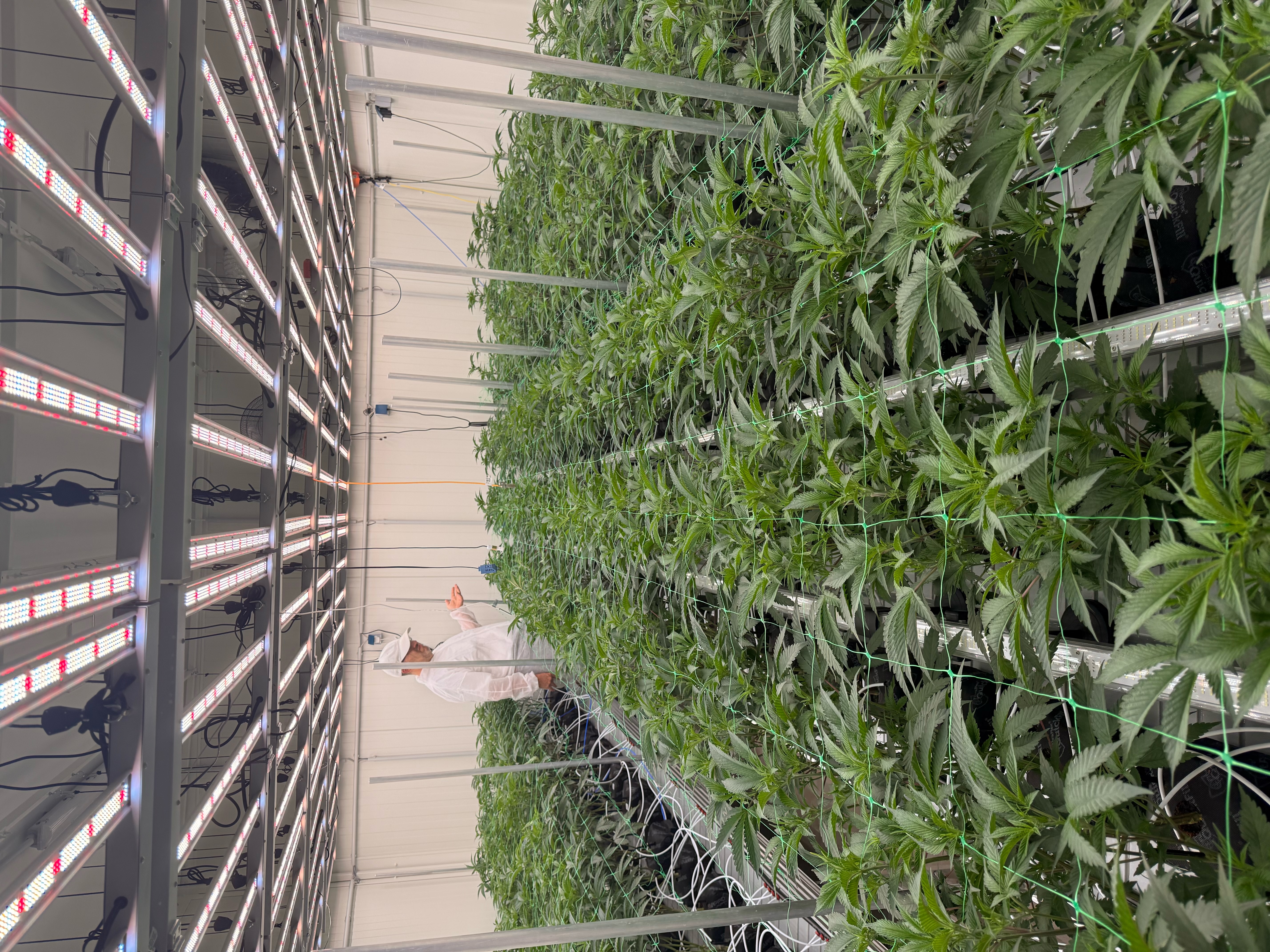 Cannabis Cultivation