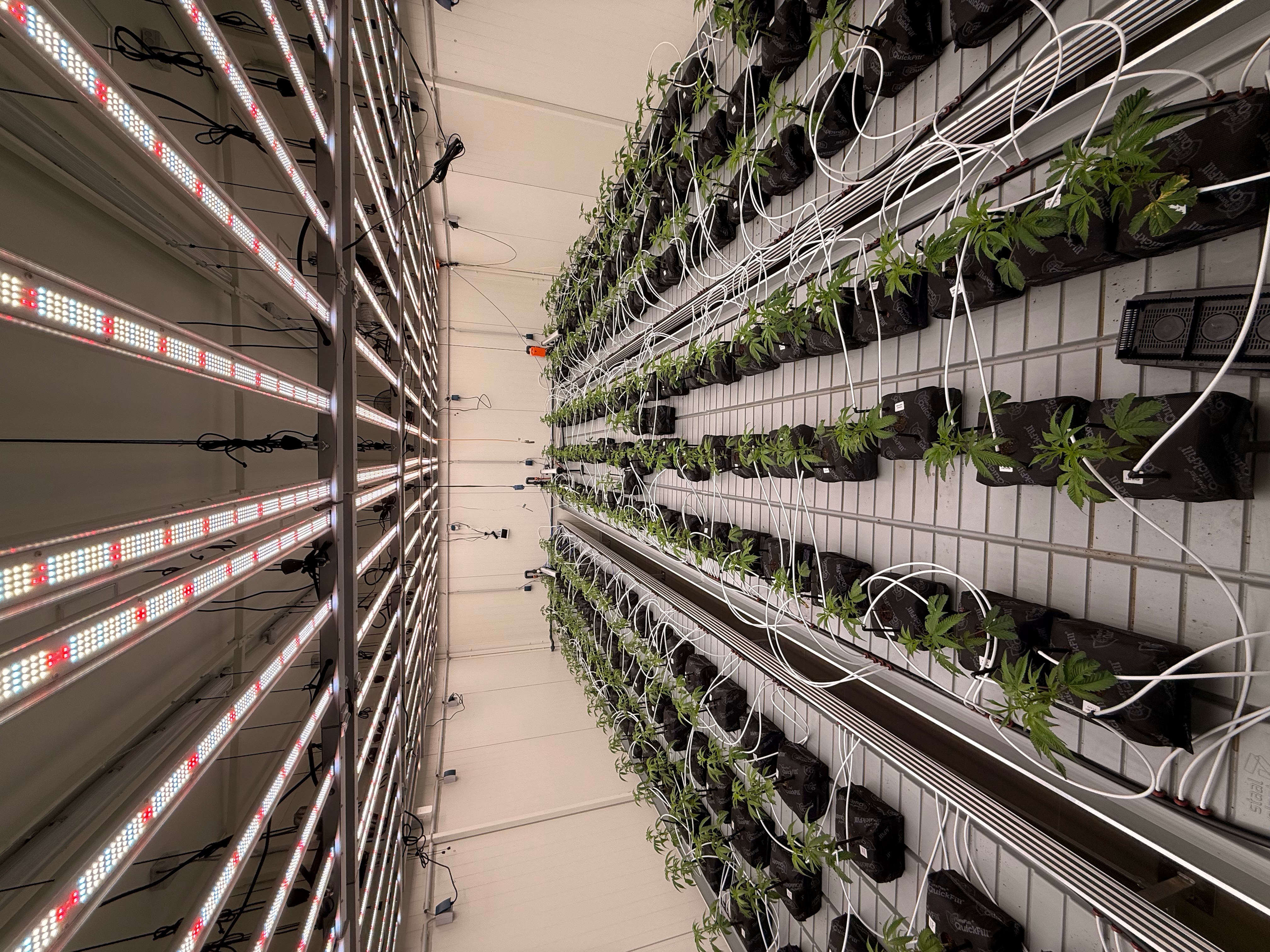 Cannabis Cultivation