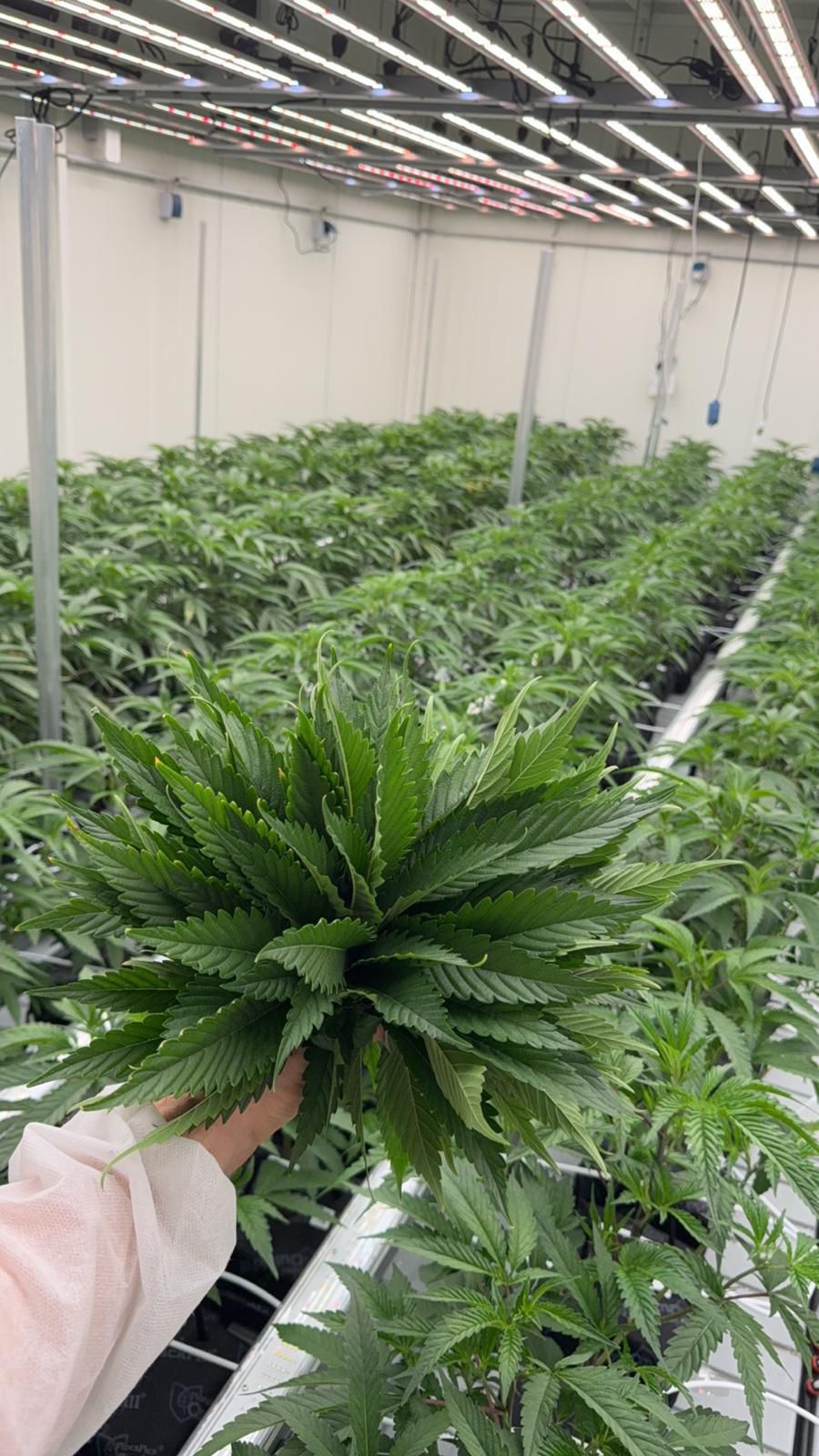 Kontrollierte Bedingungen